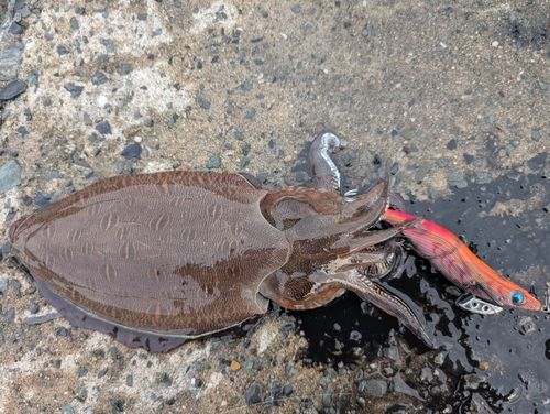 モンゴウイカの釣果