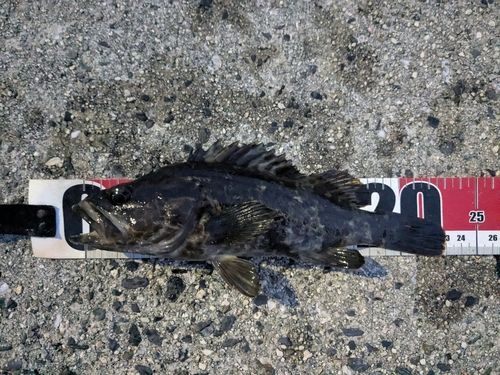 タケノコメバルの釣果