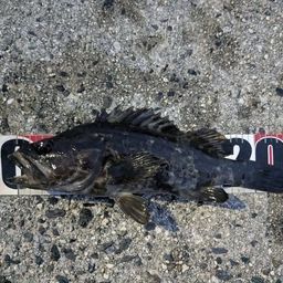 タケノコメバル