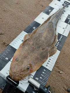 マゴチの釣果