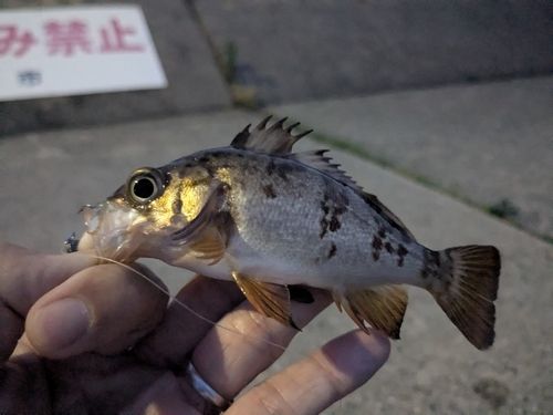 メバルの釣果
