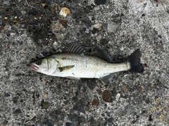 ハネ（マルスズキ）の釣果