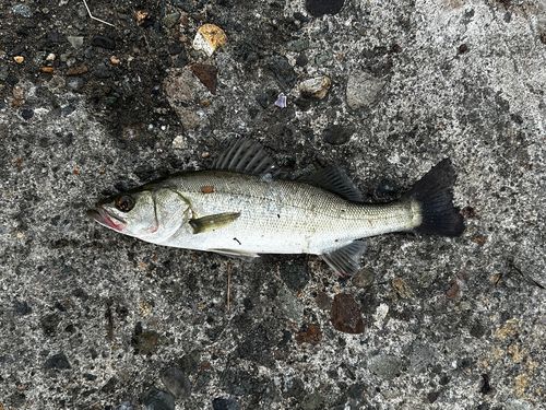 ハネ（マルスズキ）の釣果