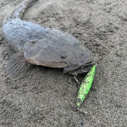 マゴチ