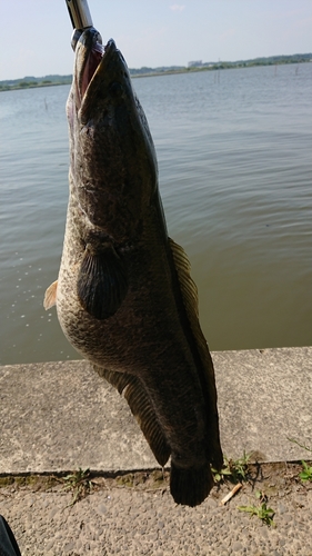 ライギョの釣果