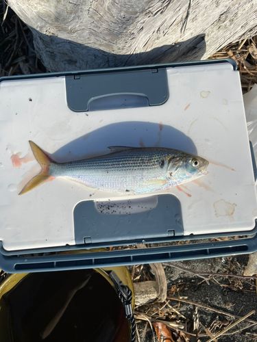 コノシロの釣果