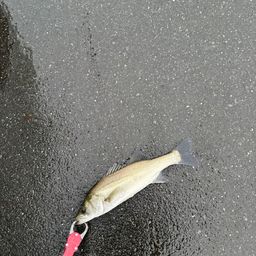 セイゴ（マルスズキ）