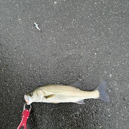 セイゴ（マルスズキ）