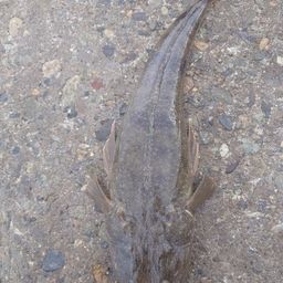 マゴチ