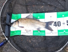 フナの釣果