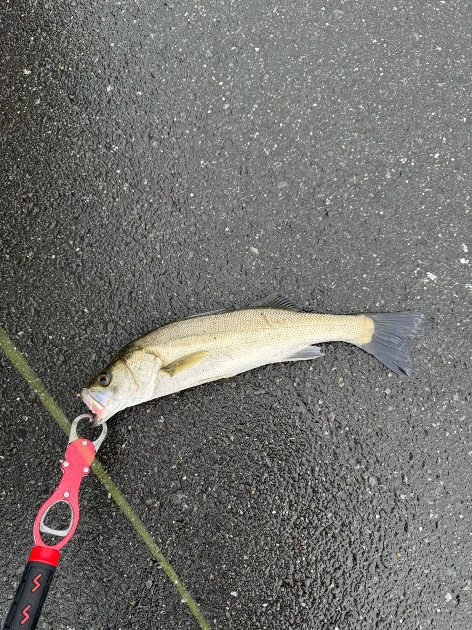 セイゴ（マルスズキ）