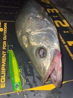 シーバスの釣果