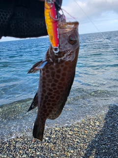 オオモンハタの釣果