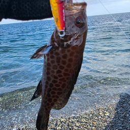 オオモンハタ