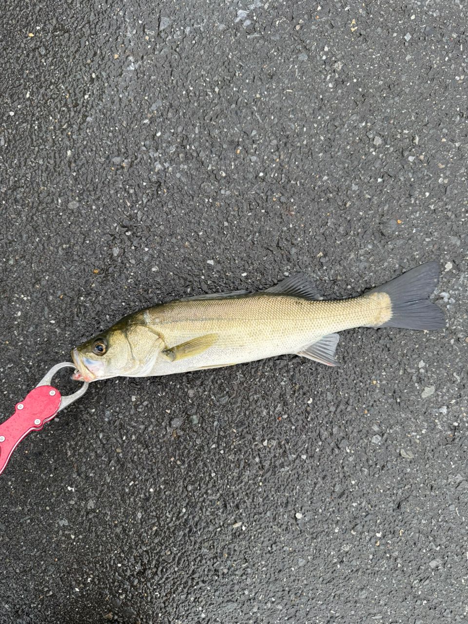 セイゴ（マルスズキ）