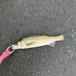 セイゴ（マルスズキ）