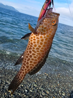 オオモンハタの釣果