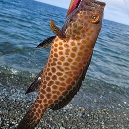 オオモンハタ