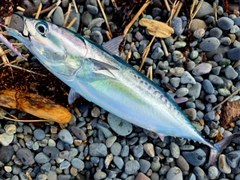 ソウダガツオの釣果