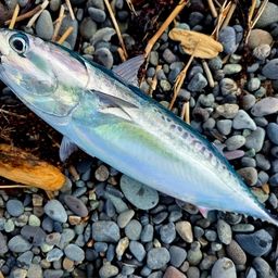 ソウダガツオ