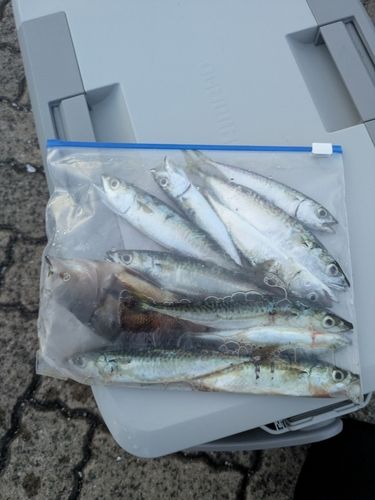 サバの釣果