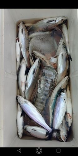 チップの釣果