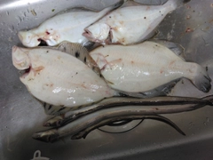 アナゴの釣果