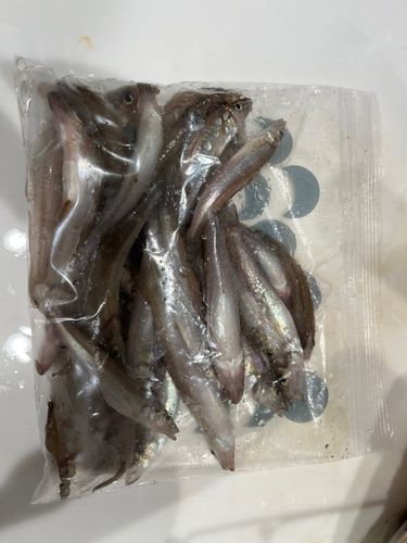 キスの釣果