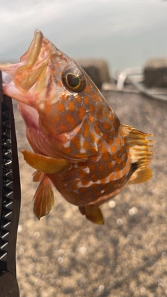 アコウの釣果