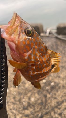 アコウの釣果