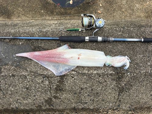 ヤリイカの釣果
