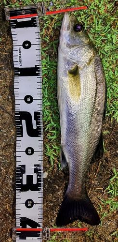 フッコ（マルスズキ）の釣果