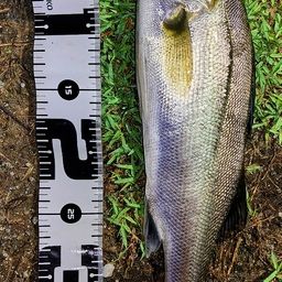 フッコ（マルスズキ）