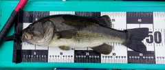 ラージマウスバスの釣果