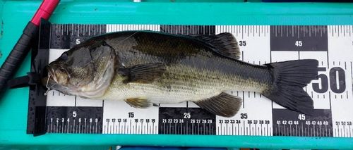 ラージマウスバスの釣果