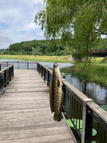 ライギョの釣果