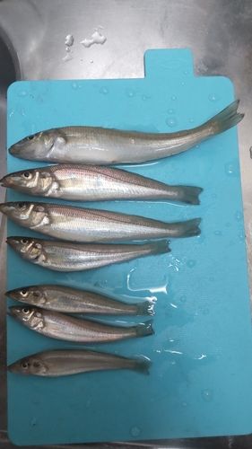 シロギスの釣果