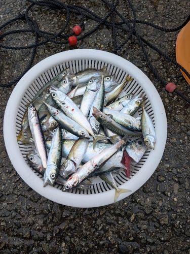 サバの釣果