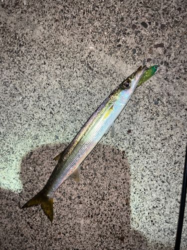 カマスの釣果