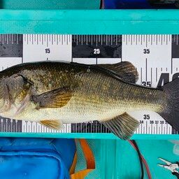 ラージマウスバス