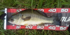 ブラックバスの釣果