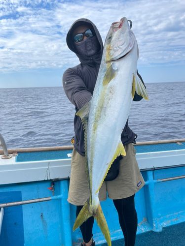 ヒラマサの釣果