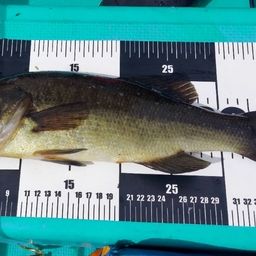 ラージマウスバス