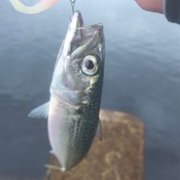 サバ