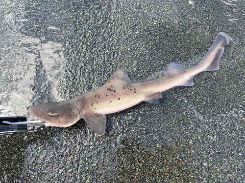 ドチザメの釣果