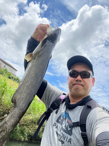 ナマズの釣果