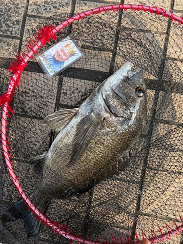 クロダイの釣果