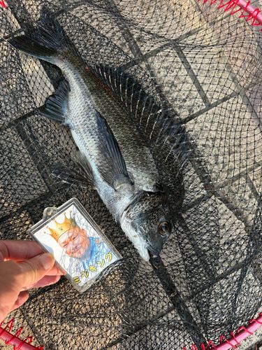 クロダイの釣果