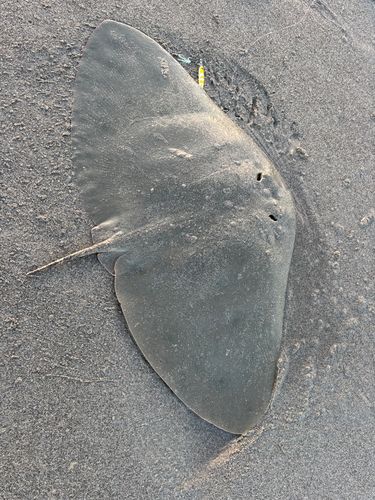 ツバクロエイの釣果