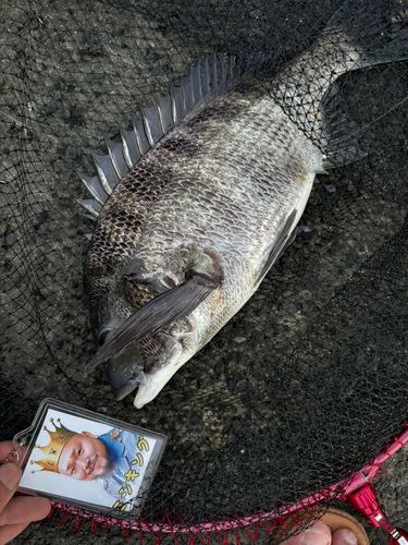 クロダイの釣果